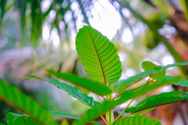 Happy Go Leafy White Malay Kratom: Your Source for Top-Notch Kratom Strains